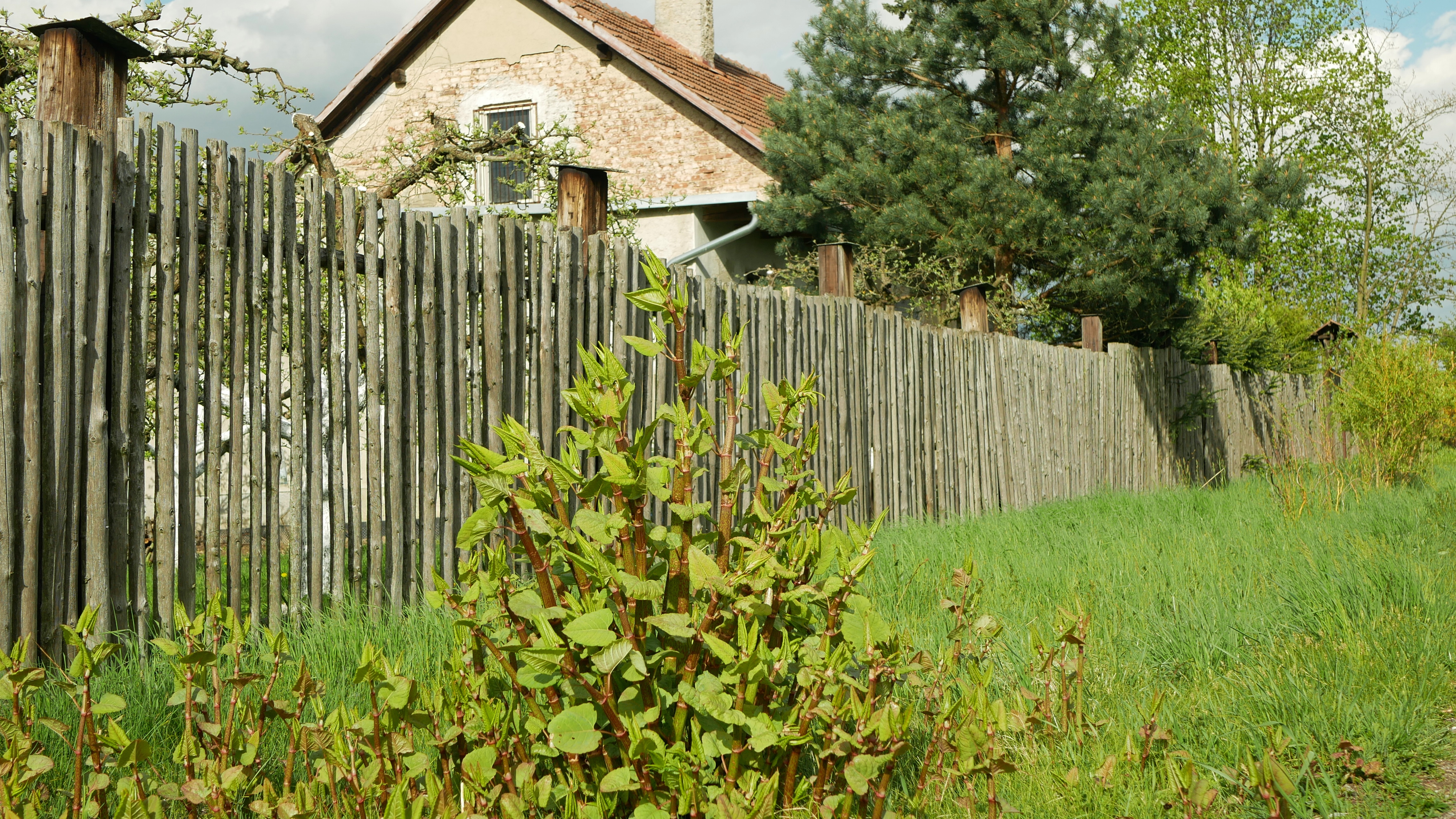 Selling a House with Japanese Knotweed